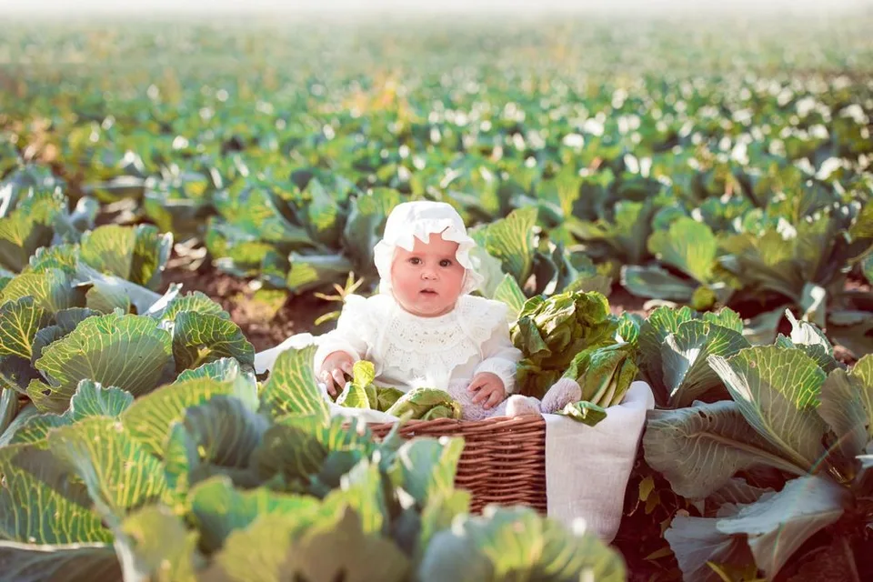 A basket nestled among green cabbage plants in a vegetable garden.