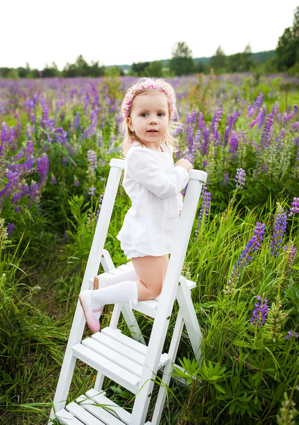 A serene summer portrait on a white ladder surrounded by blooming purple lupines.