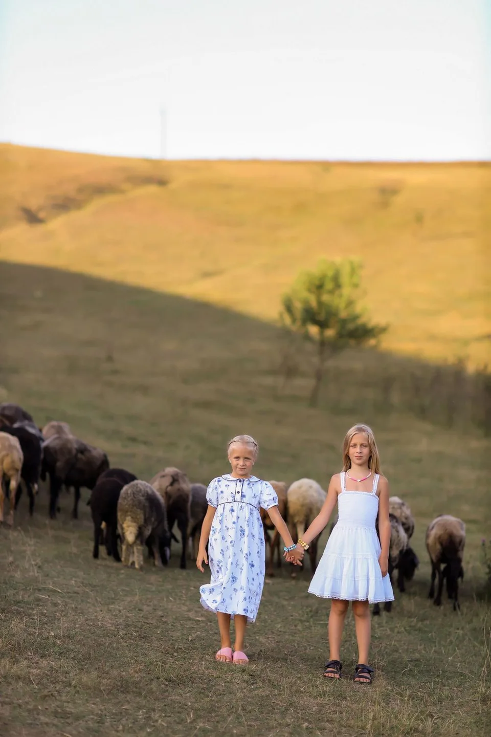 A pastoral scene with sheep grazing on rolling hills at sunset.