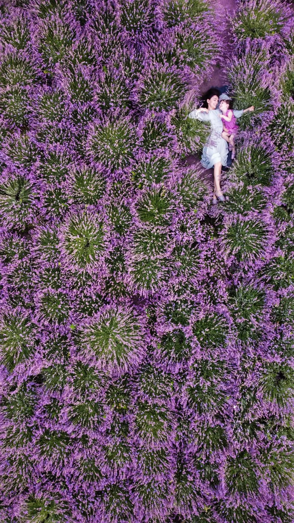 Aerial view of a person lying in a vibrant purple lavender field on a sunny day.