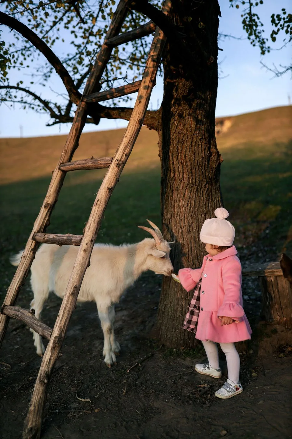 Small person in pink coat meets friendly goat by wooden ladder against tree.